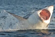 En Australia hay 2 mil ejemplares de tiburón blanco