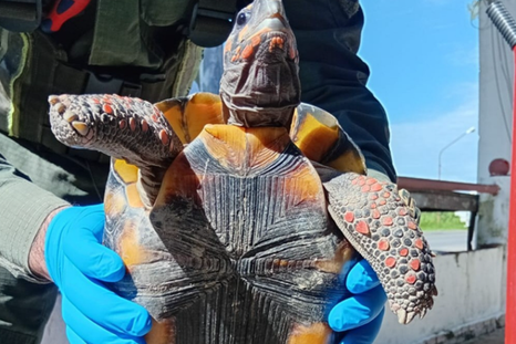Una mujer fue detenida por llevar una tortuga en una olla. Una mujer fue detenida por llevar una tortuga en una olla.