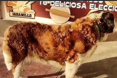 una perra, bien mendocina, reclama su tortita cada dia