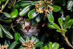 Consejos de jardinería para que no se intoxiquen los gatos. Fuente: Freepik.