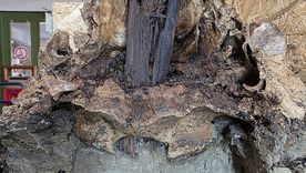 El descubrimiento fue realizado en la zona del lago Duvensee, donde arqueólogos investigan cómo vivían y enterraban a sus muertos las primeras comunidades del Holoceno. El descubrimiento fue realizado en la zona del lago Duvensee, donde arqueólogos investigan cómo vivían y enterraban a sus muertos las primeras comunidades del Holoceno.