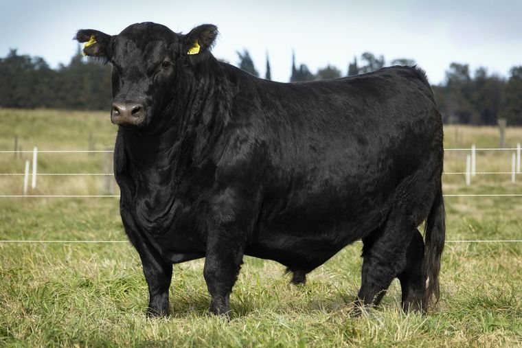 Aníbal Dukardt fue atacado de frente por un ejemplar Aberdeen Angus de más de 700 kilos.