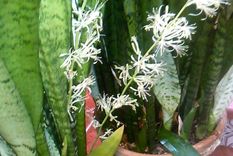Las flores de Sansevieria son muy aromáticas y su perfume es similar a la de la vainilla Foto: Pinterest
