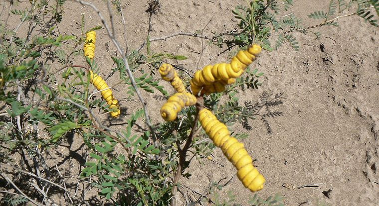 Foto: http://www.floramendocina.com.ar/