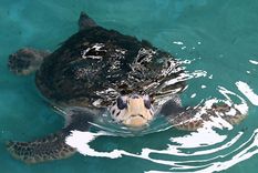 El tortugo Jorge antes de la liberación. Foto: Télam