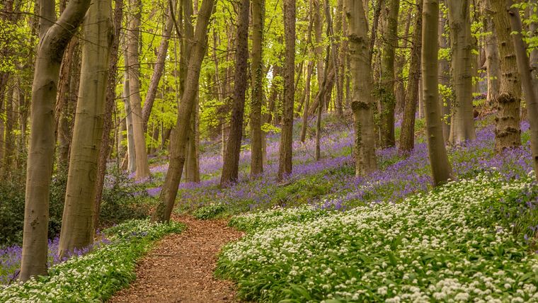 La cabeza de hacha apareció entre las raíces de un árbol caído en un bosque de Inglaterra y luego fue identificada como una pieza de la Edad del Bronce.