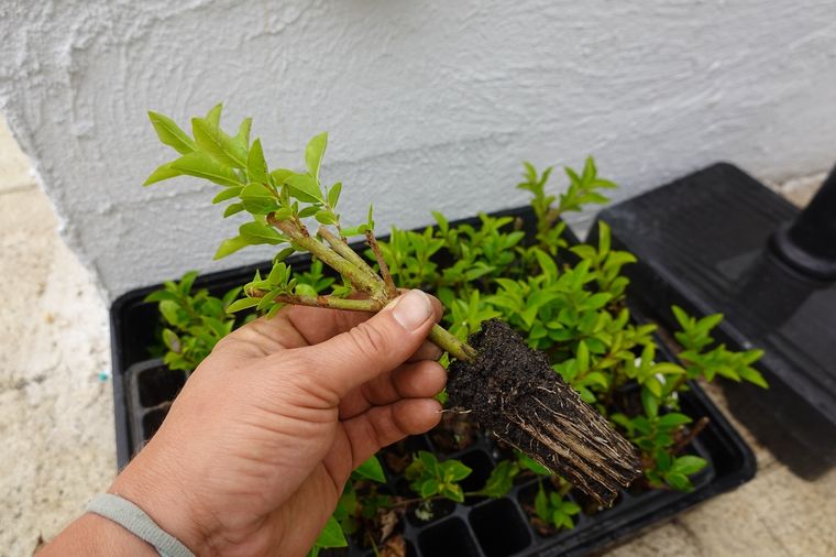 Este enraizador casero es sumamente productivo para tener un jardín lleno de plantas Foto: Shutterstock