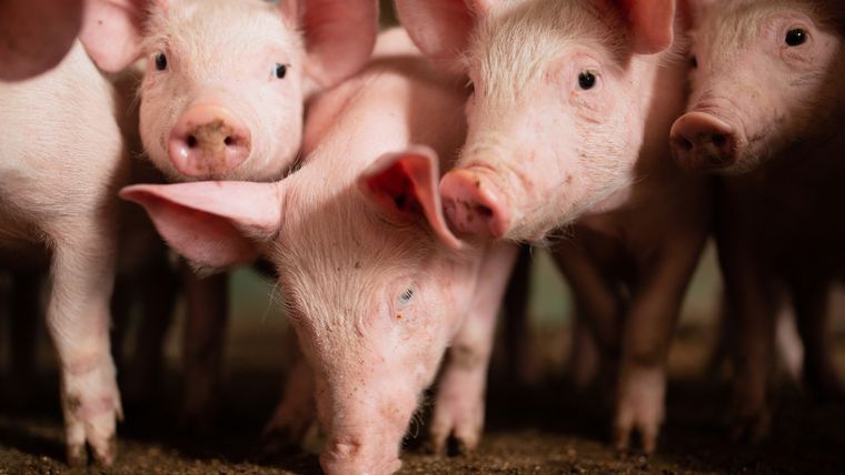 Robaron 15 lechones de una finca en San Rafael Foto: Shutterstock