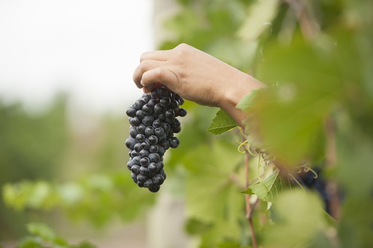 El Pinot Noir es una variedad que presenta serios desafíos para su elaboración. También es una de las más populares del mundo. Foto: Bodega Cruzat