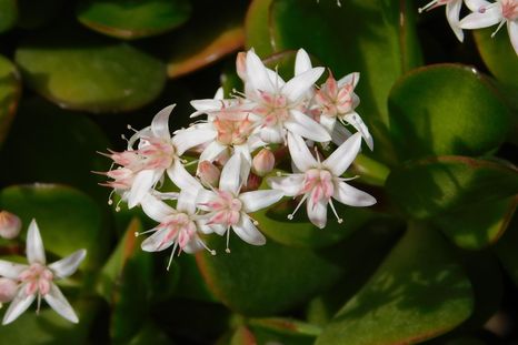 Jardinería: el truco de luz y riego para que las hojas del árbol de jade se vuelvan rojas. Foto: Shutterstock