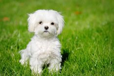 Estos tiernos perros son los más cariñosos que puedes encontrar Foto: SHUTERSTOCK
