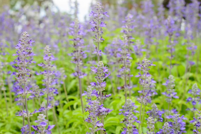 La planta medicinal milagrosa. Foto: Fuente: Freepik
