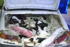 Los animales estaban siendo sometidos a un hacinamiento salvaje Foto: Policía de Santa Fe