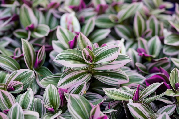 JARDÍN Tradescantia es un género de plantas herbáceas y perennes perteneciente a la familia de las commelináceas Foto: SHUTTERSTOCK