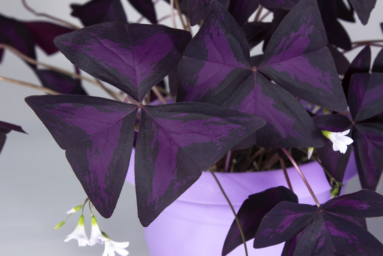Esta es la increíble planta que querrás tener en tu hogar: el trébol morado. Foto: Pixabay - pixabay.com