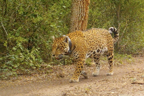 Miní, una yaguareté silvestre de El Impenetrable. Miní, una yaguareté silvestre de El Impenetrable.