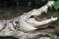 Juancho ha sido el padre de más de 120 crías de caimán del Orinoco, 54 de las cuales han sido enviadas a Venezuela.