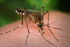 El mosquito Aedes aegypti transmite puede transmitir el dengue, chikungunya, zika y fiebre amarilla.