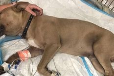 La perra continúa internada en la veterinaria (imagen ilustrativa)