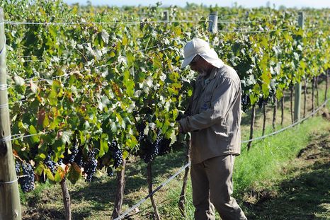 Trabajadores del vino rompieron la paritaria y van a paro. Trabajadores del vino rompieron la paritaria y van a paro.