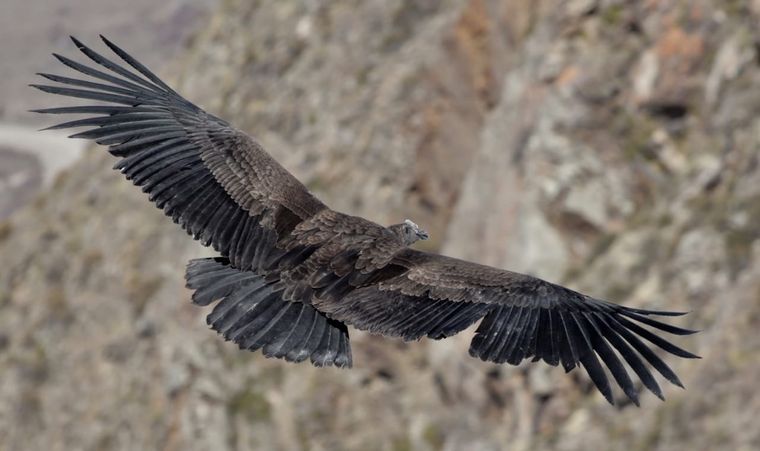 El cóndor andino es una especie amenazada