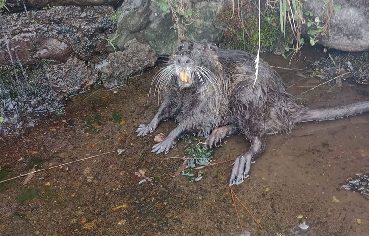 El curioso ejemplar de un animal que pocas veces fue visto y que dejó la crecida del río Nahueve, en  Neuquén Foto: Facebook Ernesto Humberto Parada