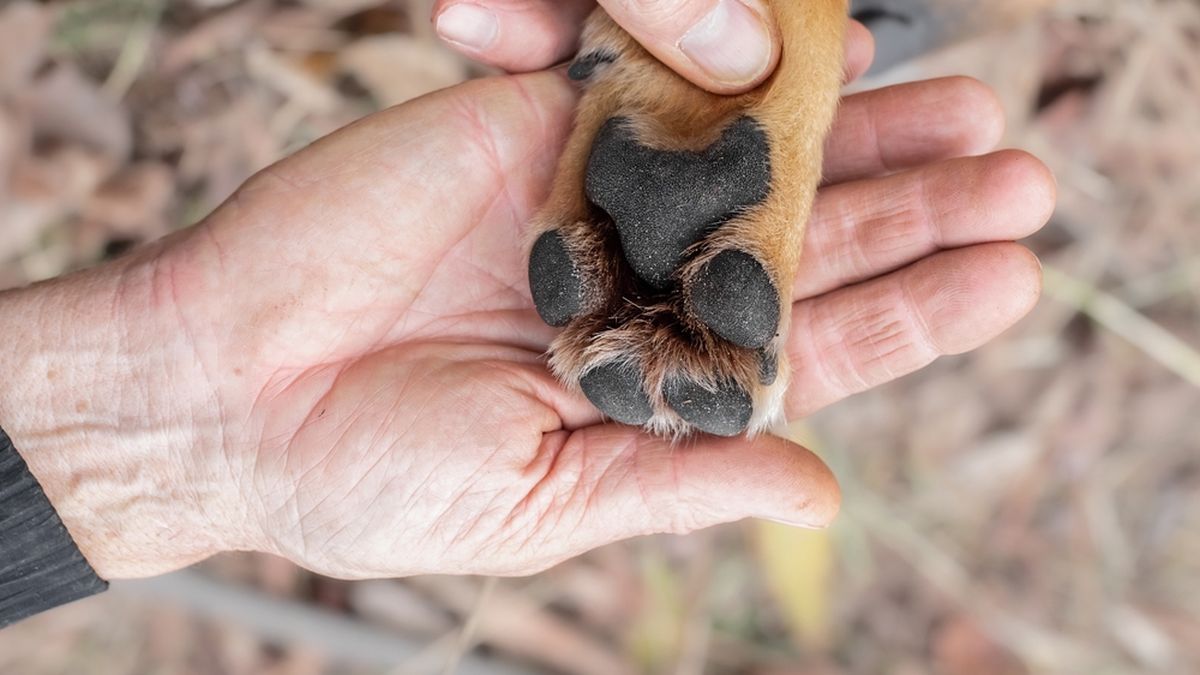 Cómo cuidar las almohadillas de las patitas de tu mascota
