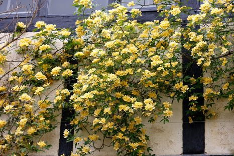 La planta que causa furor por su belleza, historia y aroma. Foto: SHUTTERSTOCK