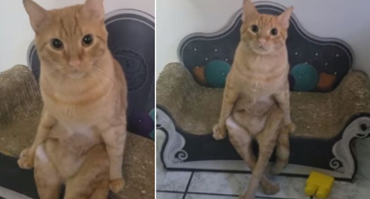 Este gato es una sensación en las redes sociales.
