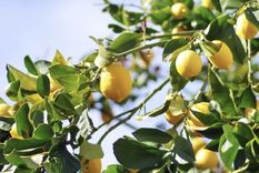 Limonero. Foto: Shutterstock