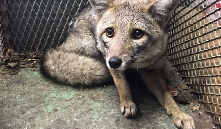 Foto: Policía Federal Argentina