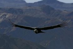 El cóndor andino es el ave voladora más grande del planeta. Foto: EFE