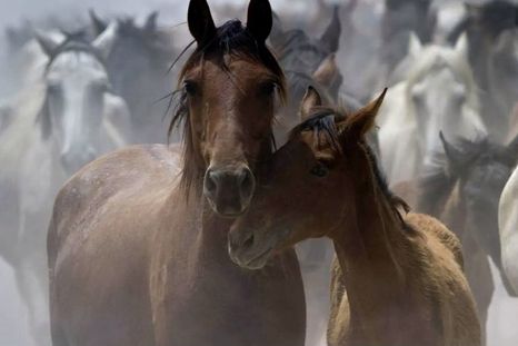 El hallazgo científico indica que los caballos manifiestan una gran variedad de sentimientos. Foto: Efe. El hallazgo científico indica que los caballos manifiestan una gran variedad de sentimientos. Foto: Efe.