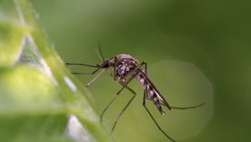 ¿Cómo afecta la invasión de mosquitos a perros y gatos? Seguí estos consejos para cuidar a las mascotas Foto: shutterstock