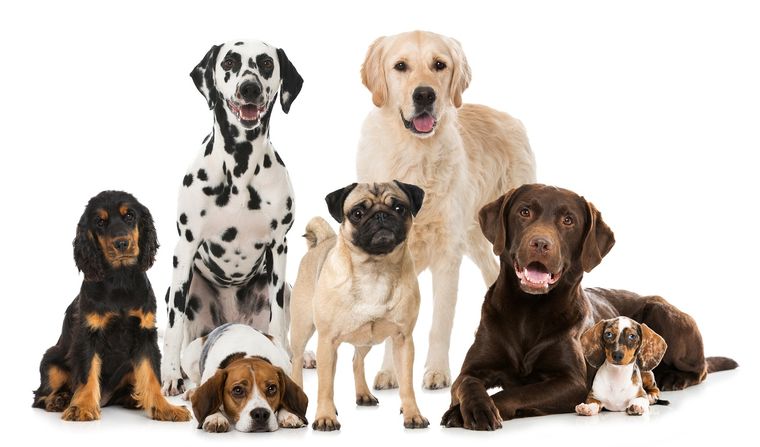 PERROS Foto: SHUTTERSTOCK