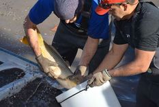 Foto: Gentileza Dirección de Recursos Naturales