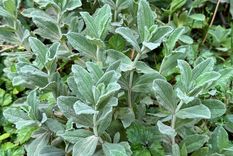 La salvia es un gran aliado a la hora de buscar espantar las moscas del hogar o el jardín Foto: Shutterstock