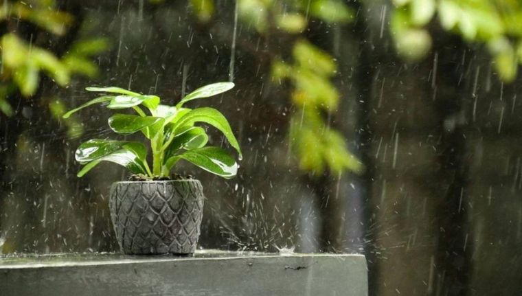 La táctica para aprovechar el agua de lluvia para tus plantas de interior (Shutterstock). Foto: Pexels