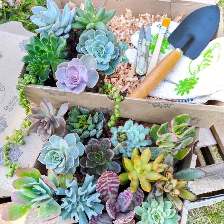 Hay que saber cuál es el momento de regar las plantas. Hay que saber cuál es el momento de regar las plantas.