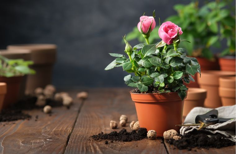 JARDÍN LAS MACETAS SON UN RECIPIENTE CONTENEDOR DE LAS PLANTAS, CON EL SUSTRATO QUE NECESITAN PARA NUTRIRSE Foto: Shutterstock