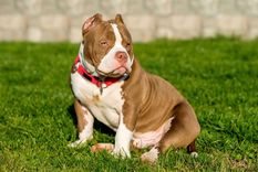 La perra de raza American Bully Pocket murió tras el ataque del vecino, que fue imputado por la Justicia de Río Negro por crueldad animal.