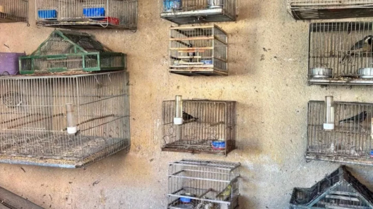 Luego de un periodo de cuarentena, serán liberadas en su hábitat natural Luego de un periodo de cuarentena, serán liberadas en su hábitat natural