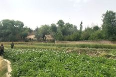 La BBC visitó la provincia de Andarab bajo la mirada atenta de guardias talibanes.