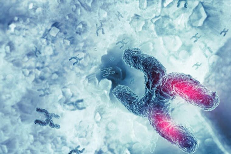 En 1991 se descubrió el FMR1 ubicado en el cromosoma equis que causa el X Frágil. En 1991 se descubrió el FMR1 ubicado en el cromosoma equis que causa el X Frágil.