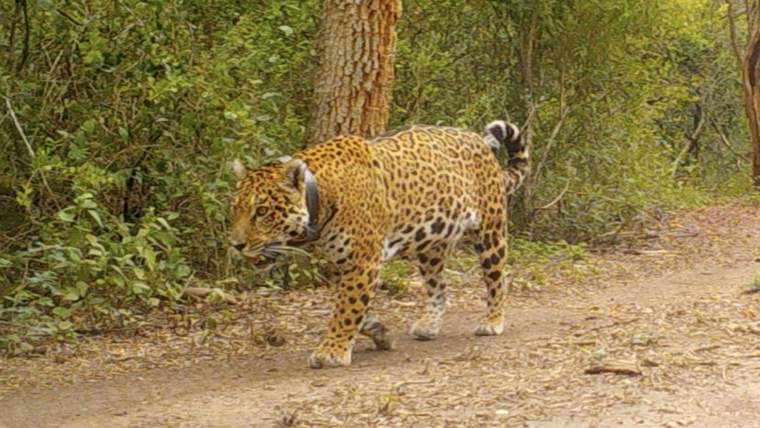 Miní, una yaguareté silvestre de El Impenetrable.