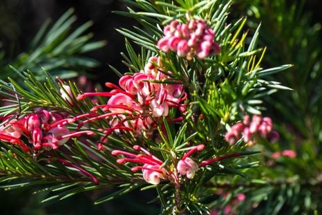 Florece en invierno y necesita pocos ciudados: el combo perfecto para tu jardín. Florece en invierno y necesita pocos ciudados: el combo perfecto para tu jardín.