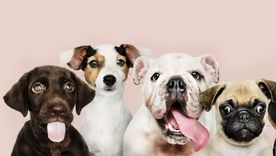 Estos perros llenan de alegría cualquier hogar con su carácter activo y cariñoso. Foto: Shutterstock Estos perros llenan de alegría cualquier hogar con su carácter activo y cariñoso. Foto: Shutterstock