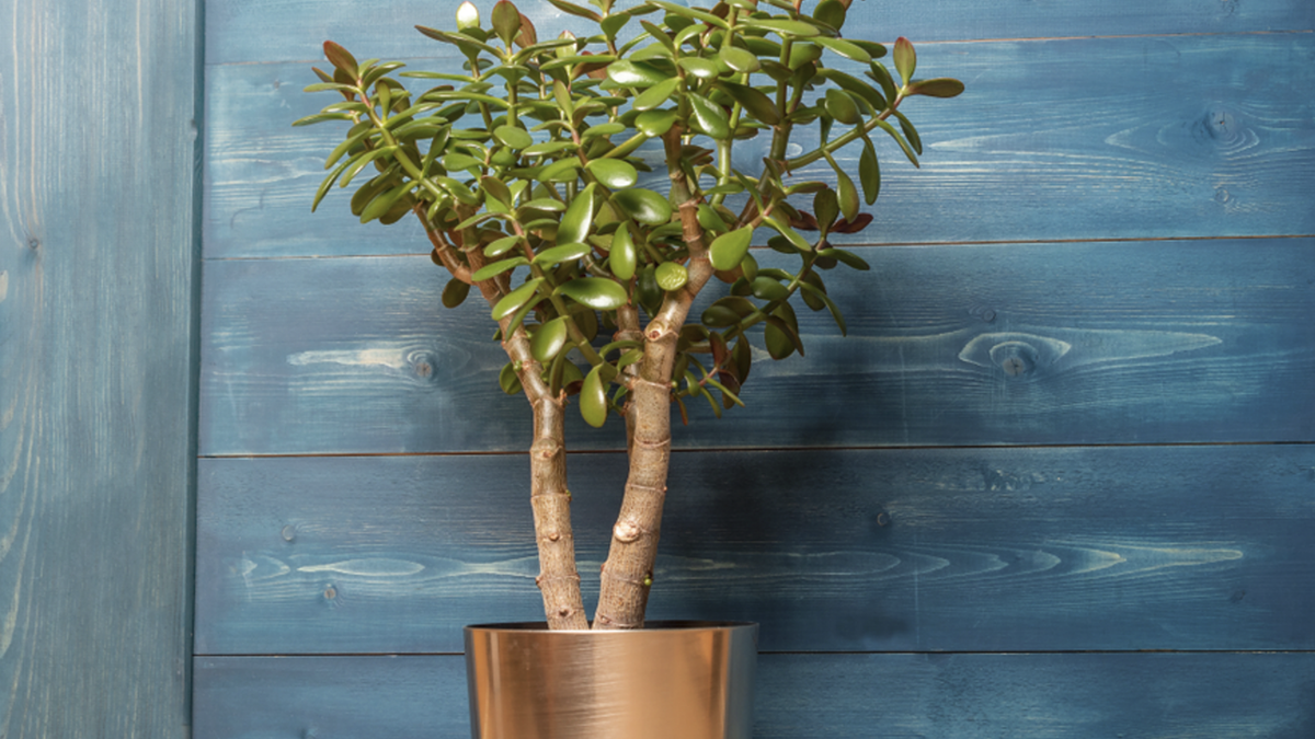 Qué plantas tener en casa si quieres suerte, abundancia y un aire más limpio