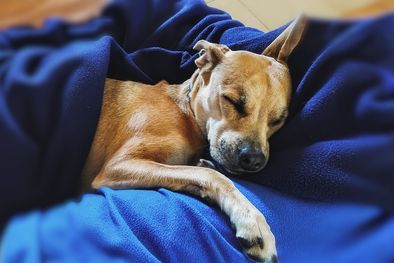 MDZol | ¿Es normal que mi perro duerma mucho? Hoy te explicamos cuántas horas debe dormir un perro por día. Foto: Pixabay