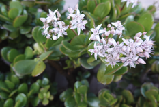 Ayuda a que tu planta de jade florezca como nunca antes Foto: Shutterstock